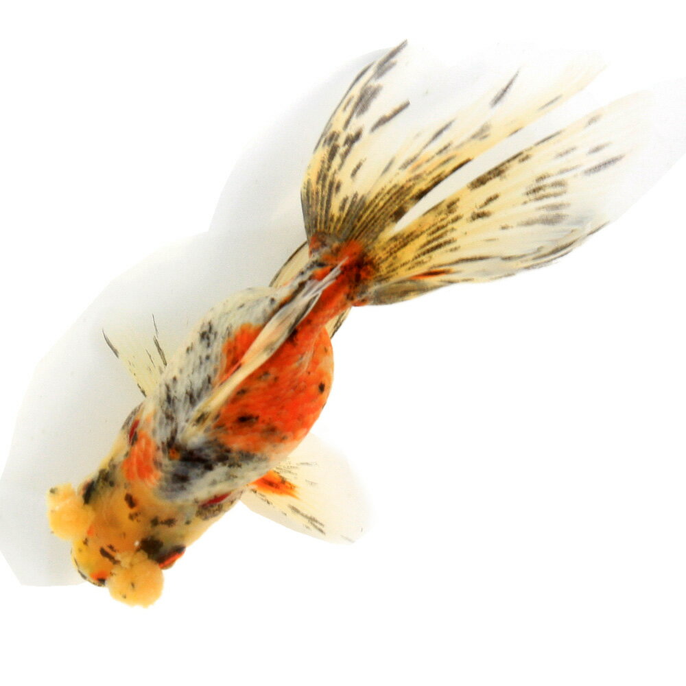 （金魚）一点物　花房東錦　11cm±（中国産）