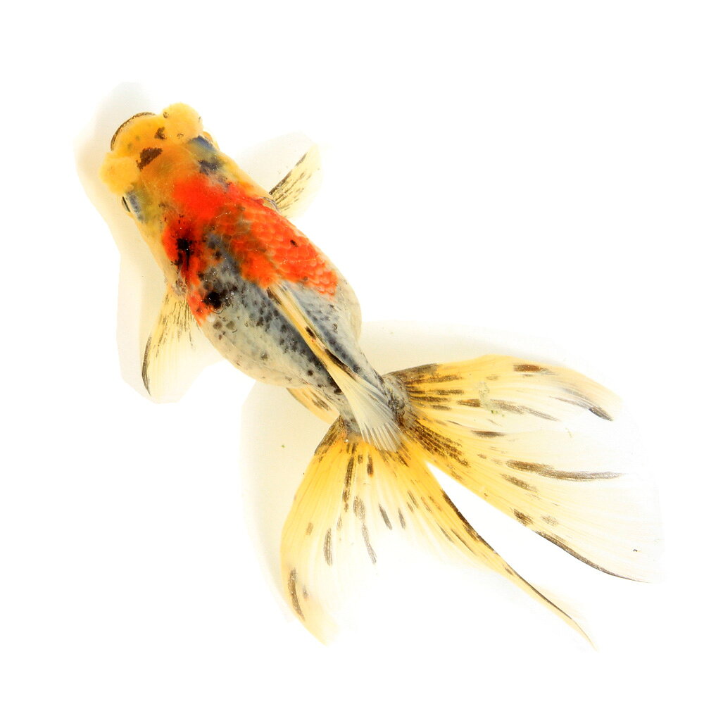 （金魚）一点物　花房東錦　11cm±（中国産）