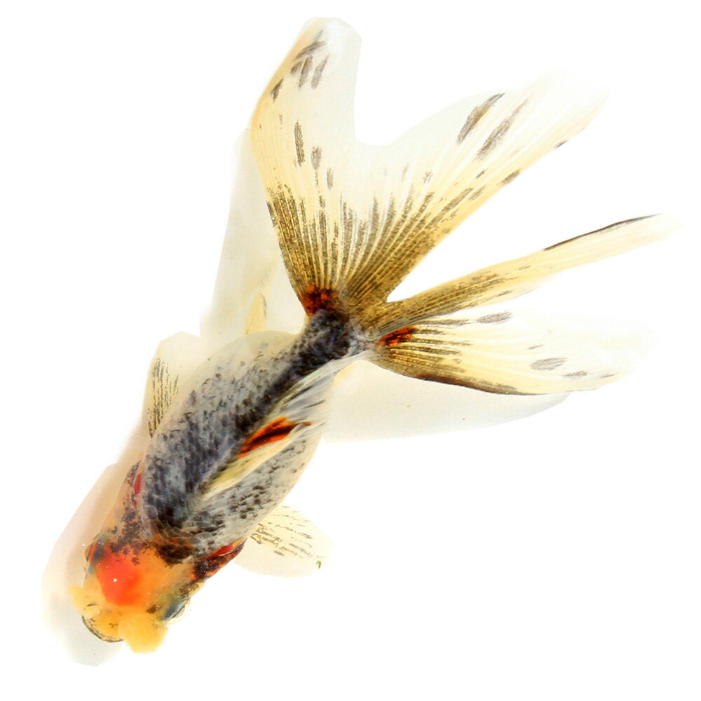 （金魚）一点物　花房東錦　11cm±（中国産）