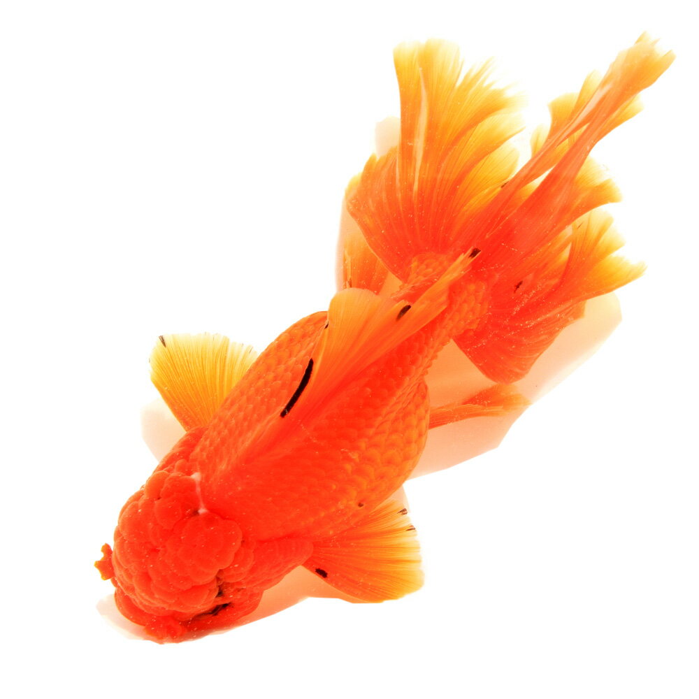 （金魚）一点物　オランダ獅子頭　ローズテール　14cm±（インドネシア産）（1匹）