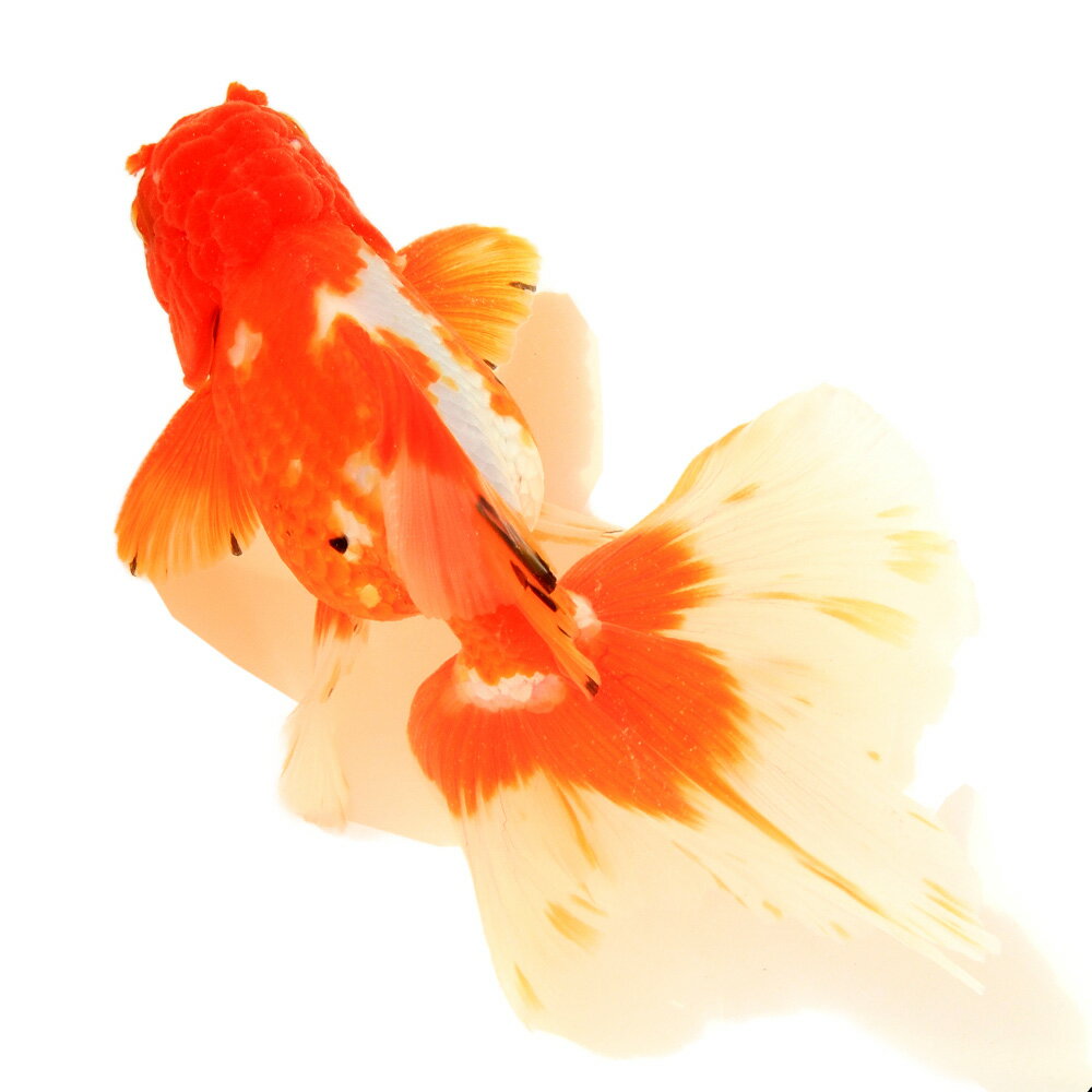 （金魚）一点物　更紗オランダ獅子頭　ローズテール　14cm±（インドネシア産）（1匹）