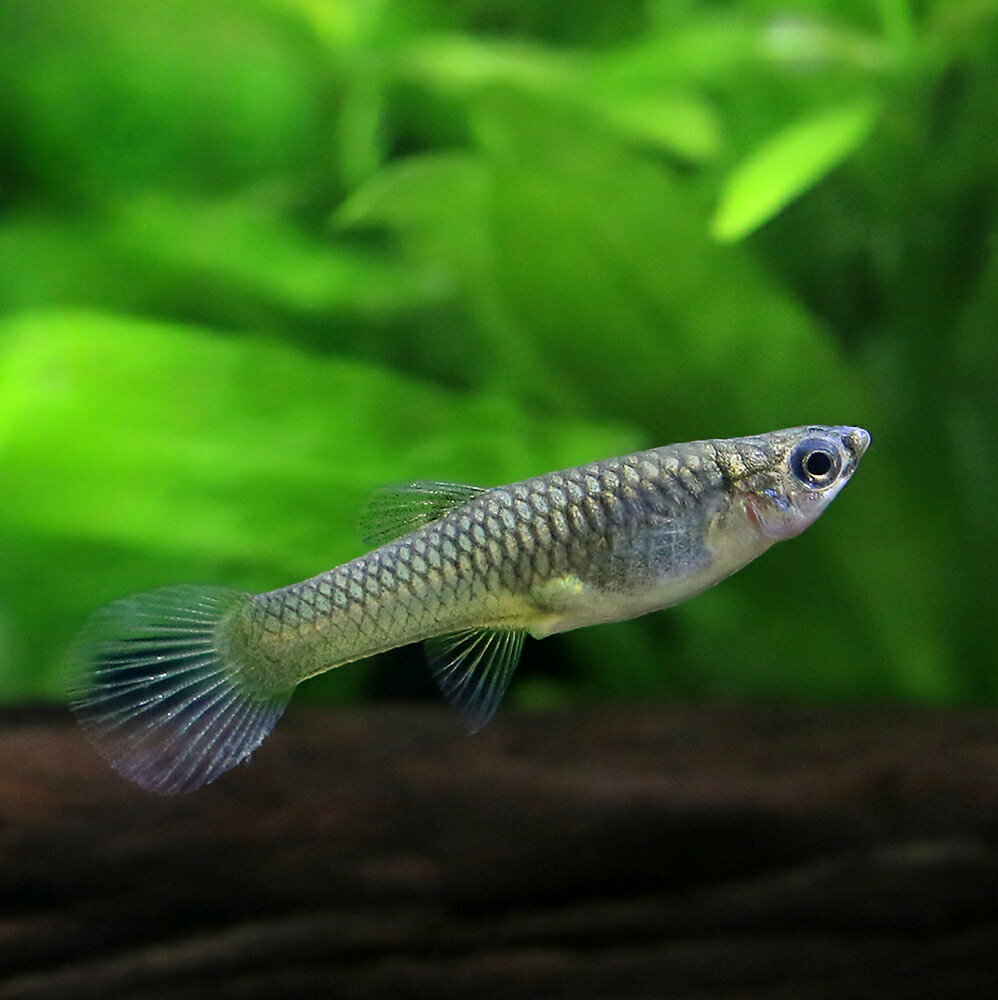 ��Ǯ�ӵ��˥���ɥ顼�������åԡ������꡼�󥹥�å���ʹ񻺥��åԡ��ˡ�1�ڥ��ˡ��̳�ƻ���彣�Ҷ������ݲ�