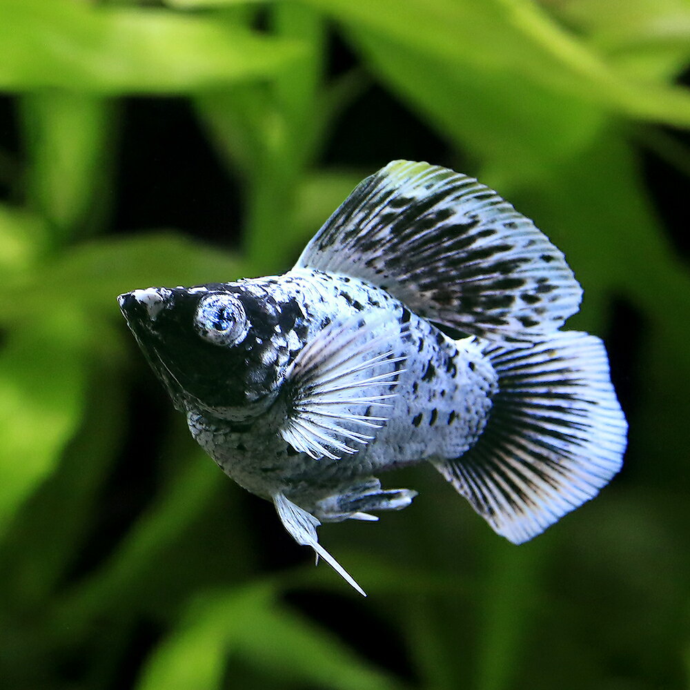 （熱帯魚）ブルーアイプラチナバルーンダルメシアンモーリー（1匹）　北海道・九州航空便要保温