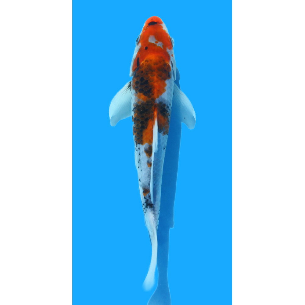 �ʶӸ�˰���ʪ�����»�����20cm�ޡ�1ɤ��