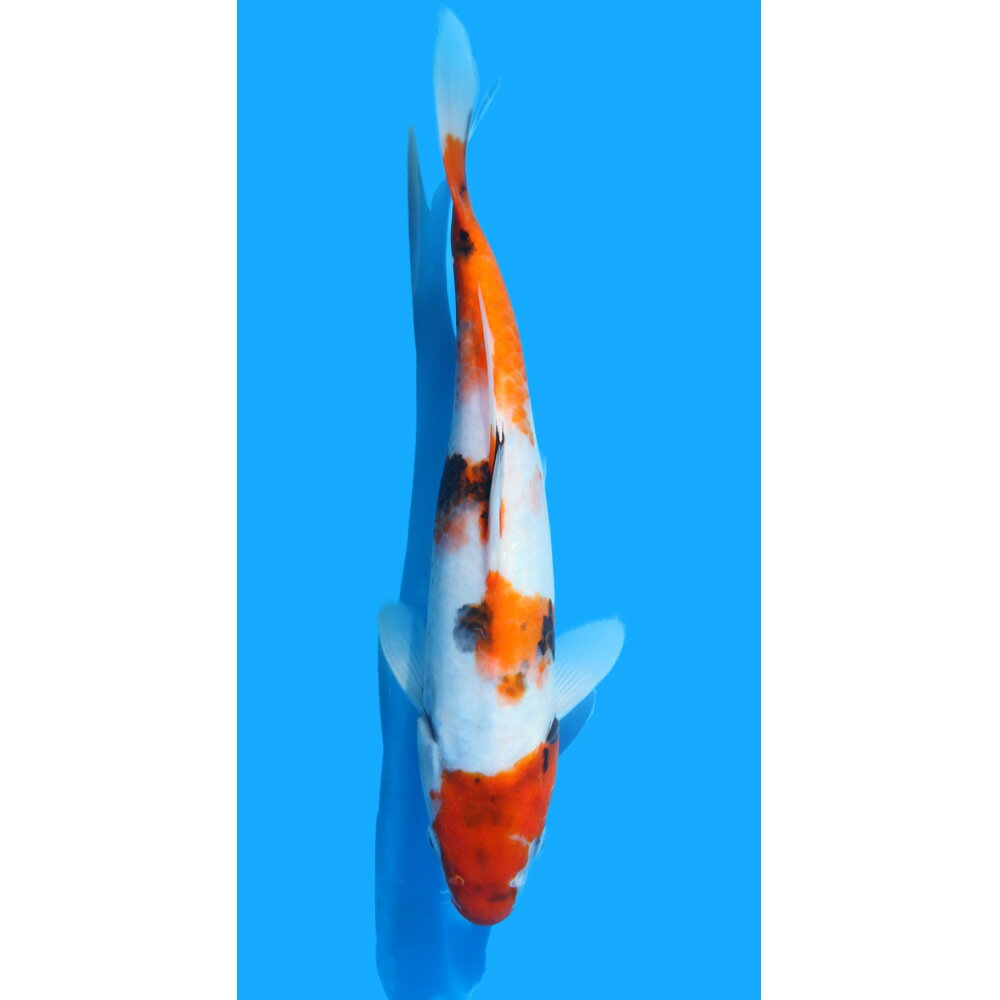 �ʶӸ�˰���ʪ������������27cm�ޡ�1ɤ��