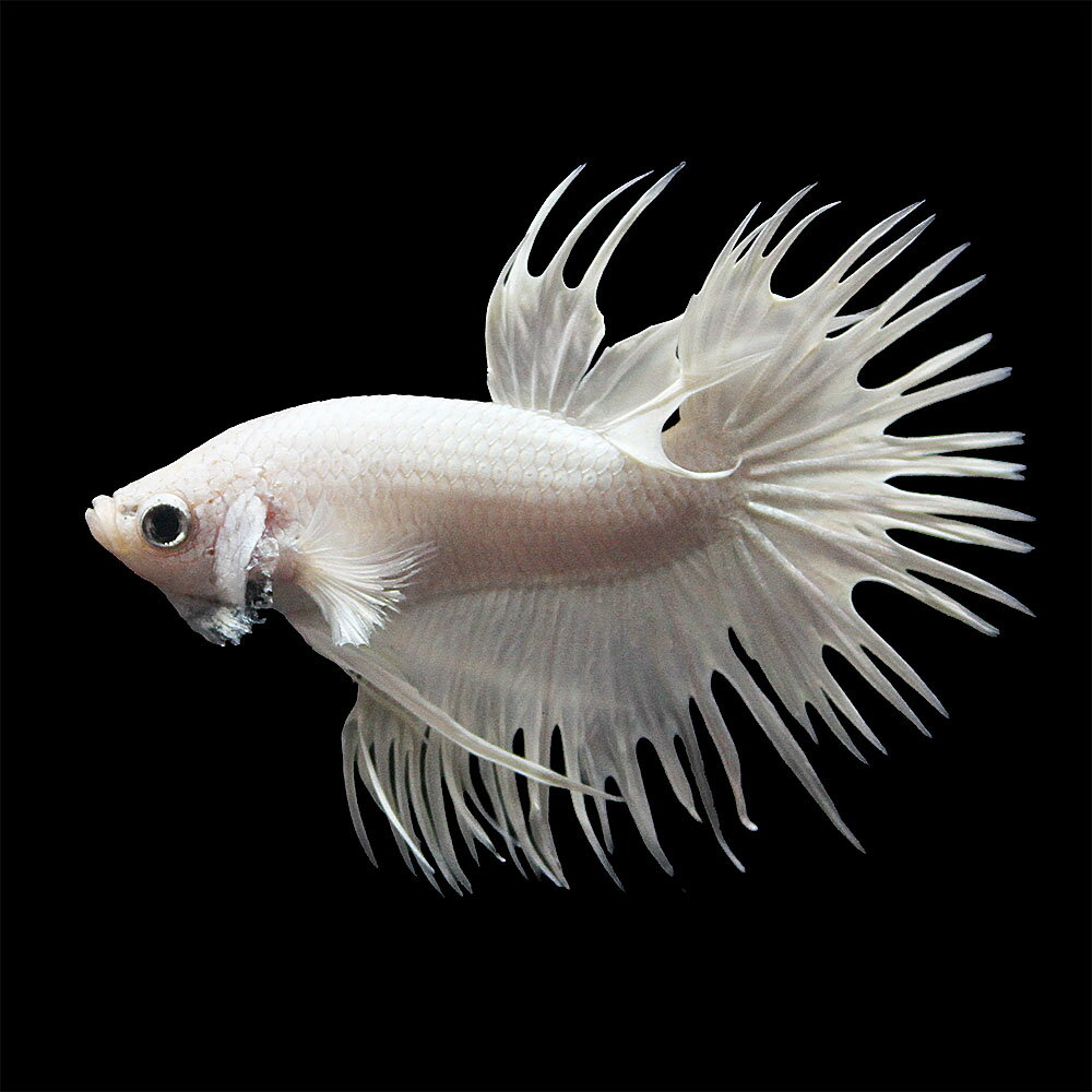 アルビノ ファンシーホワイト ベタ ♂ 楽天市場】ベタ スーパーホワイト 熱帯魚の通販