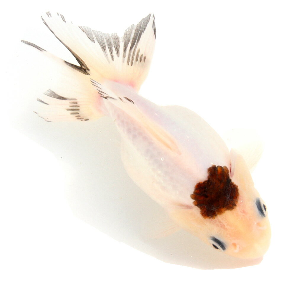 �ʹ񻺶���˰���ʪ�������ߤ�ΰ�⡡���硼�ȥơ��롡13cm�ޡ�1ɤ��