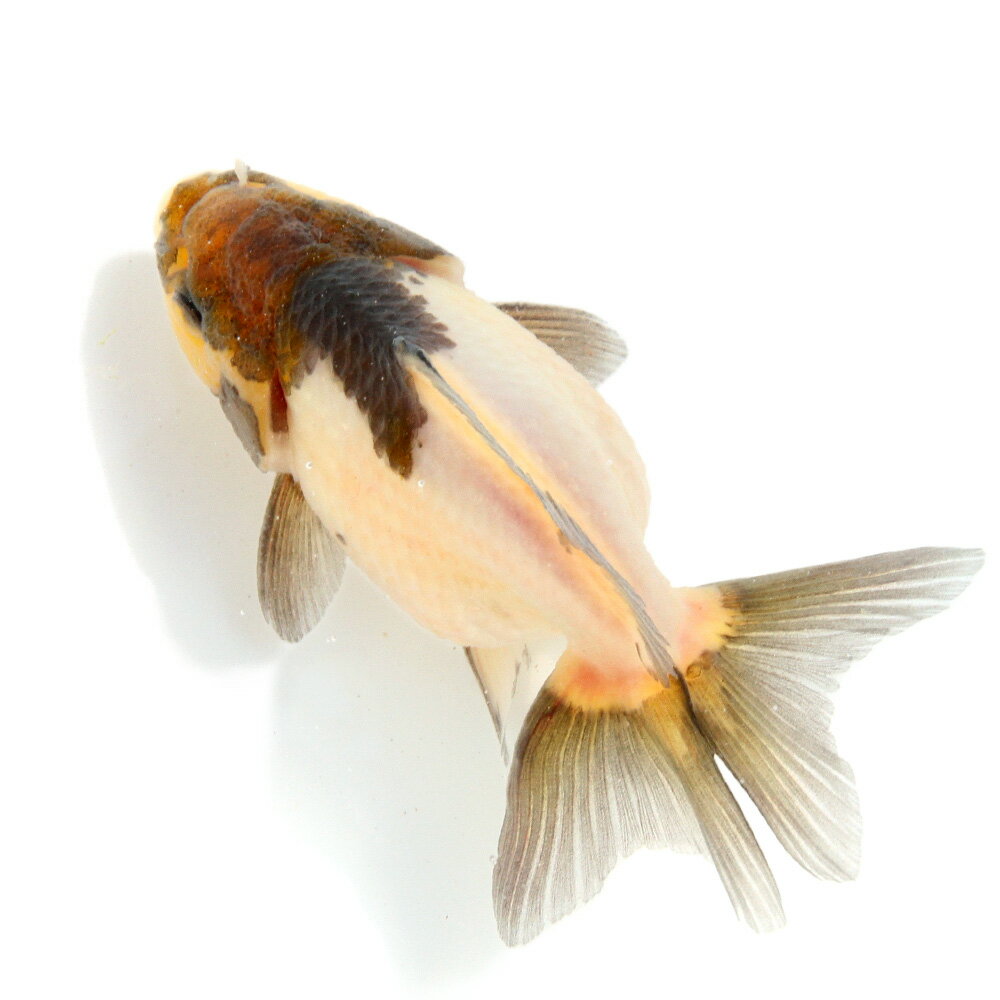 �ʹ񻺶���˰���ʪ�������ߤ�ΰ�⡡���硼�ȥơ��롡10cm�ޡ�1ɤ��