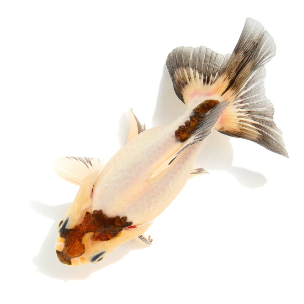 �ʹ񻺶���˰���ʪ�������ߤ�ΰ�⡡���硼�ȥơ��롡13cm�ޡ�1ɤ��