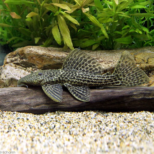 （熱帯魚）ドラゴンハイフィンレオパード・トリム　Mサイズ（ワイルド）（1匹）　北海道・九州航空便要保温