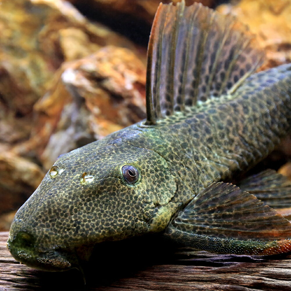 樂天商城 - （熱帯魚）オレンジフィンレオパード・ヒポストムス（ワイルド）（1匹）　北海道・九州航空便要保温