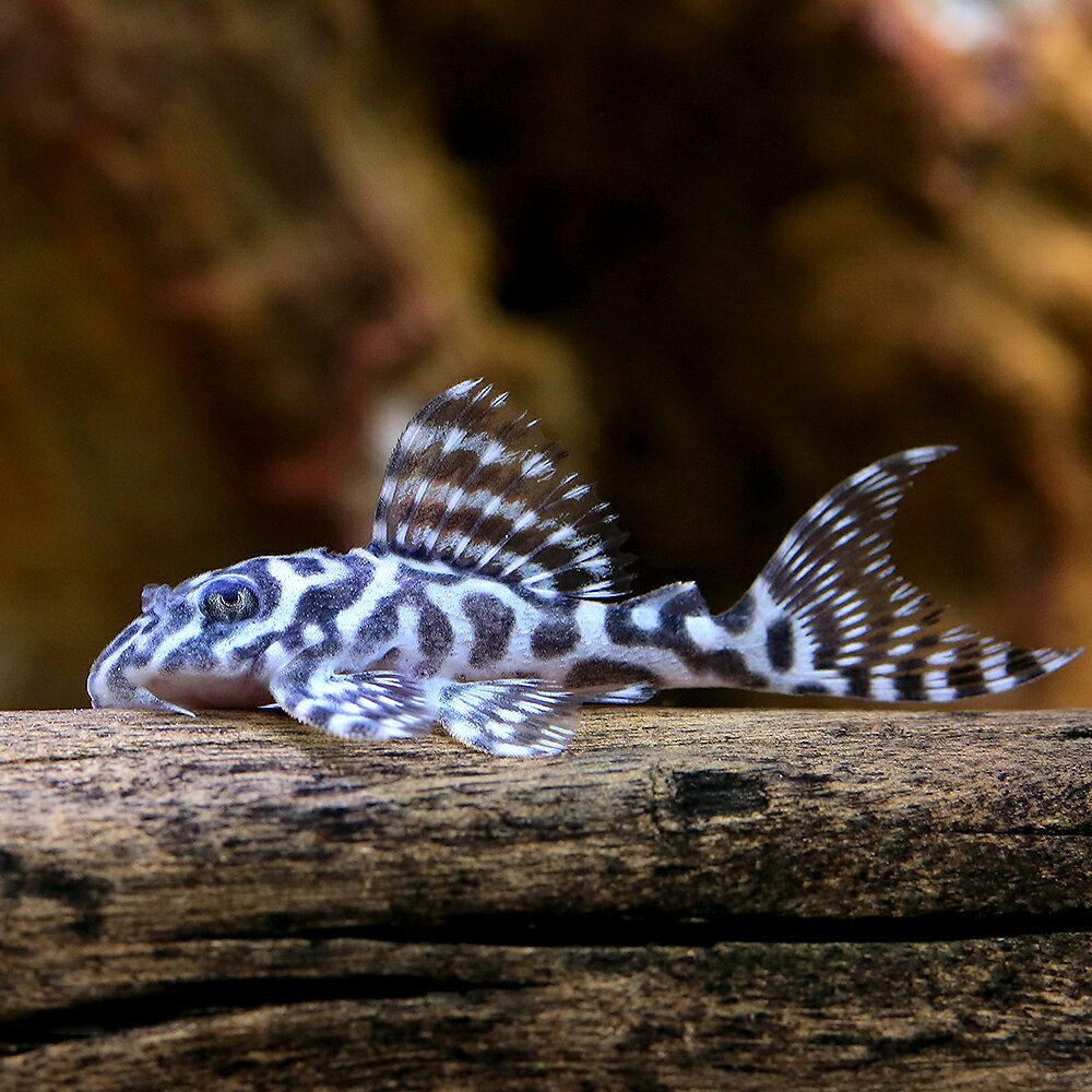 （熱帯魚）キングタイガー・ペコルティア　Sサイズ（国産ブリード）（1匹）　北海道・九州航空便要保温