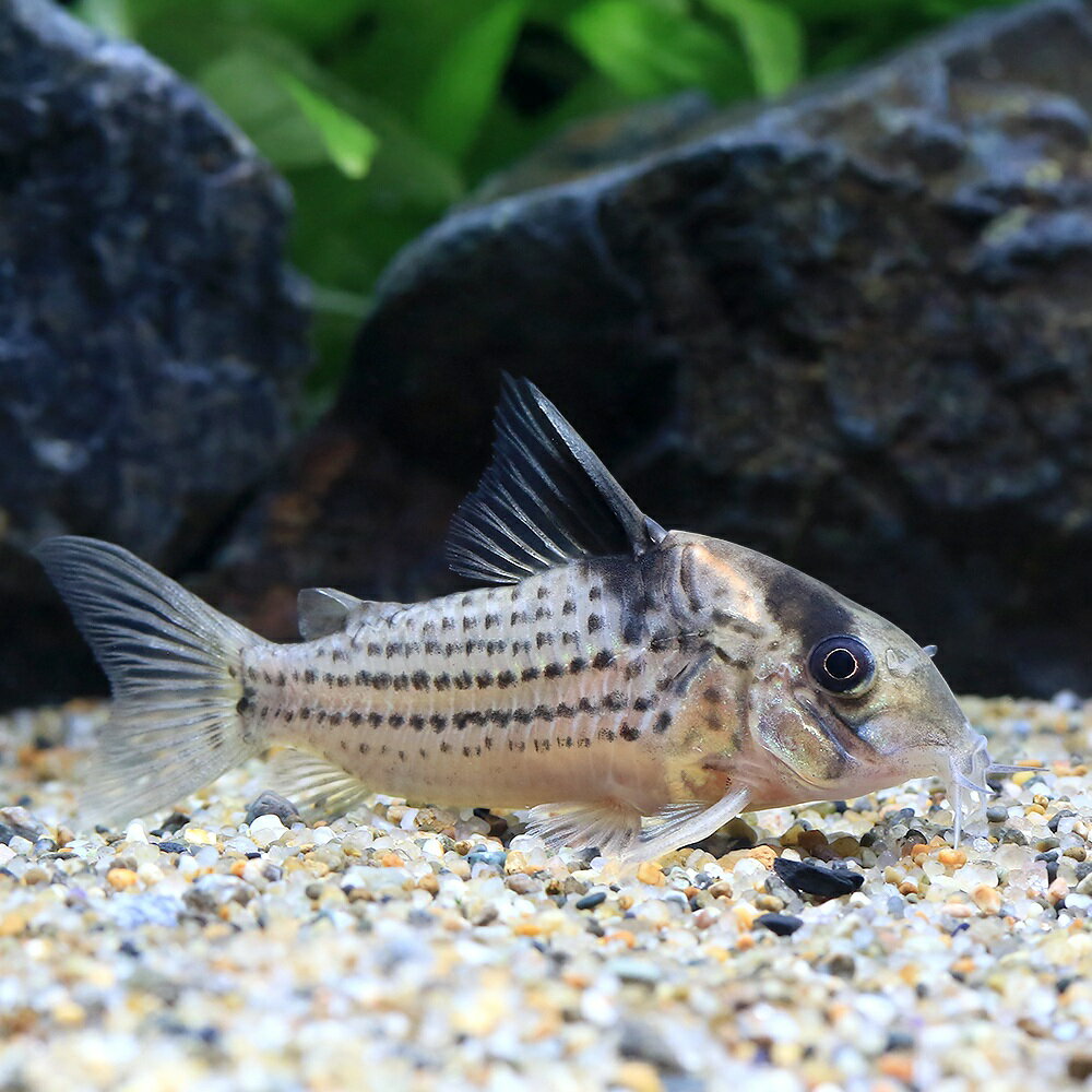 （熱帯魚）コリドラス・スリーラインパラレルス（ワイルド）（1匹）　沖縄別途送料　北海道・九州航空便要保温