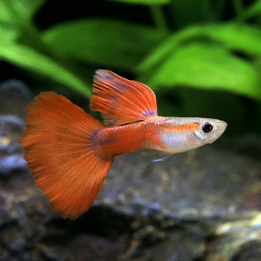 （熱帯魚）ハイフィンレッドテール・グッピー（国産グッピー）（1ペア）　北海道・九州航空便要保温