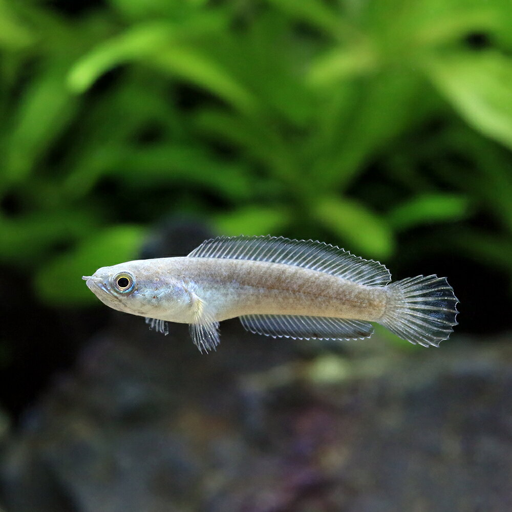 【3／15限定】当選確率2分の1！1等最大100％　（熱帯魚）ドワーフスネークヘッド　ベンガルブルー ...