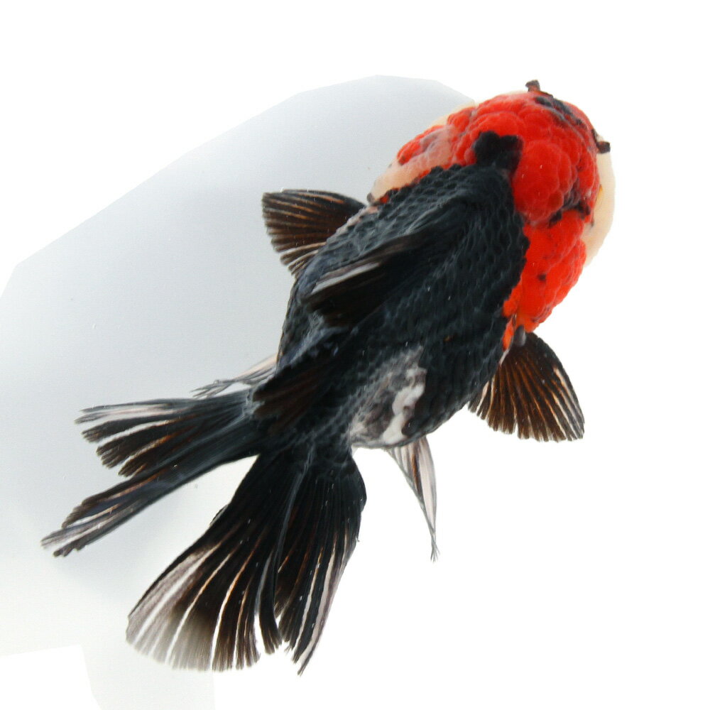 （金魚）一点物　トリカラーオランダ獅子頭（インドネシア産）13cm（1匹）