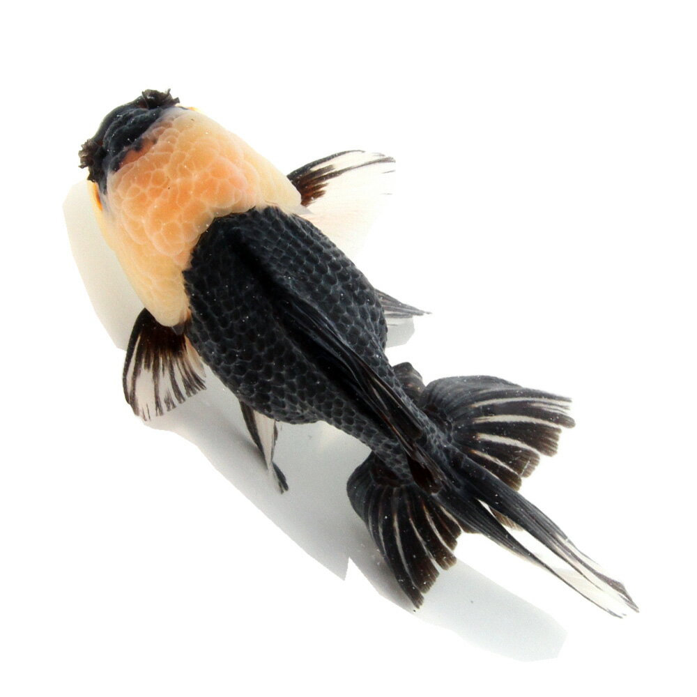 （金魚）一点物　羽衣オランダ獅子頭（インドネシア産）12cm（1匹）