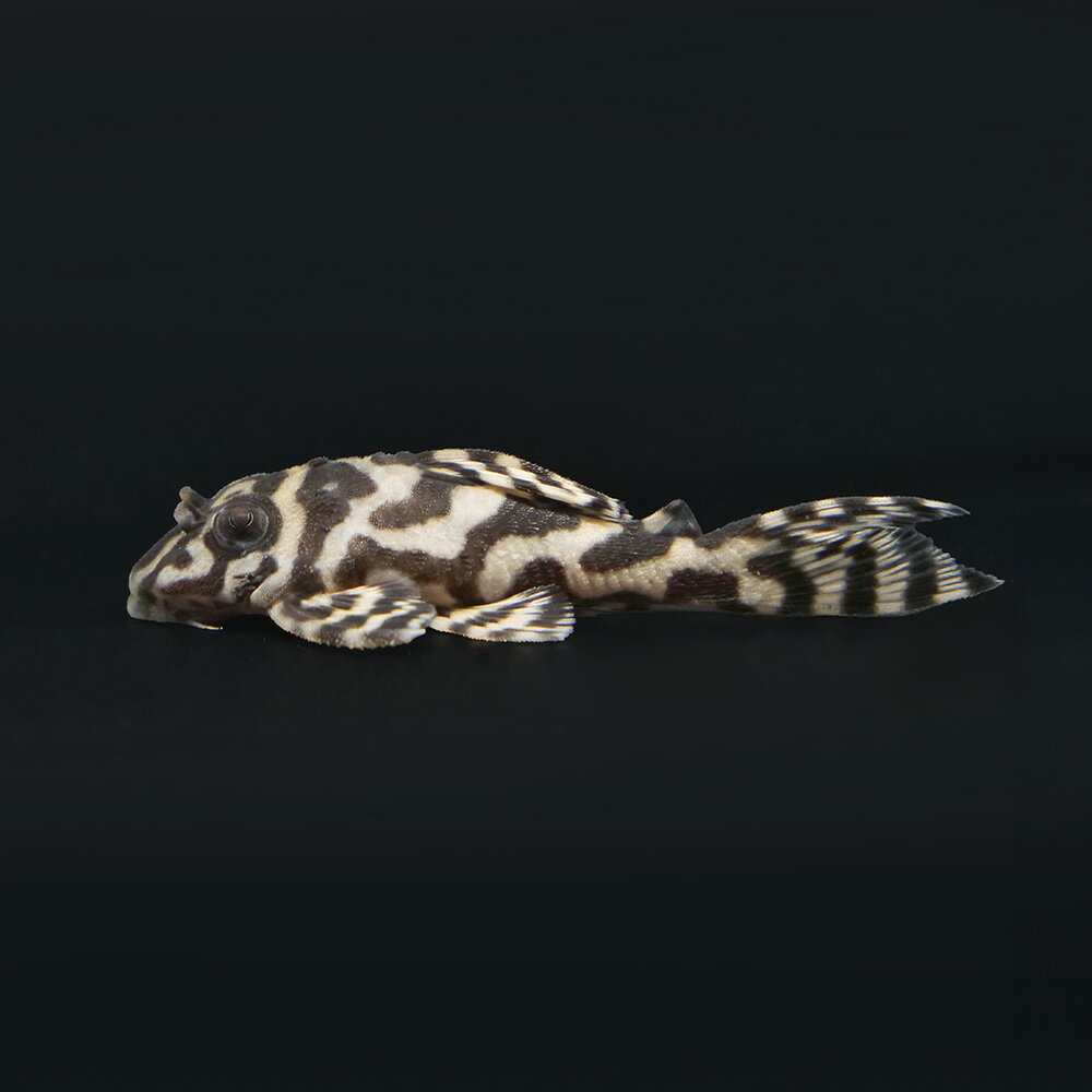 （熱帯魚）一点物　ニューメガクラウンプレコ　スーパーホワイト　L−236（ブリード）（1匹）　北海道・九州航空便要保温