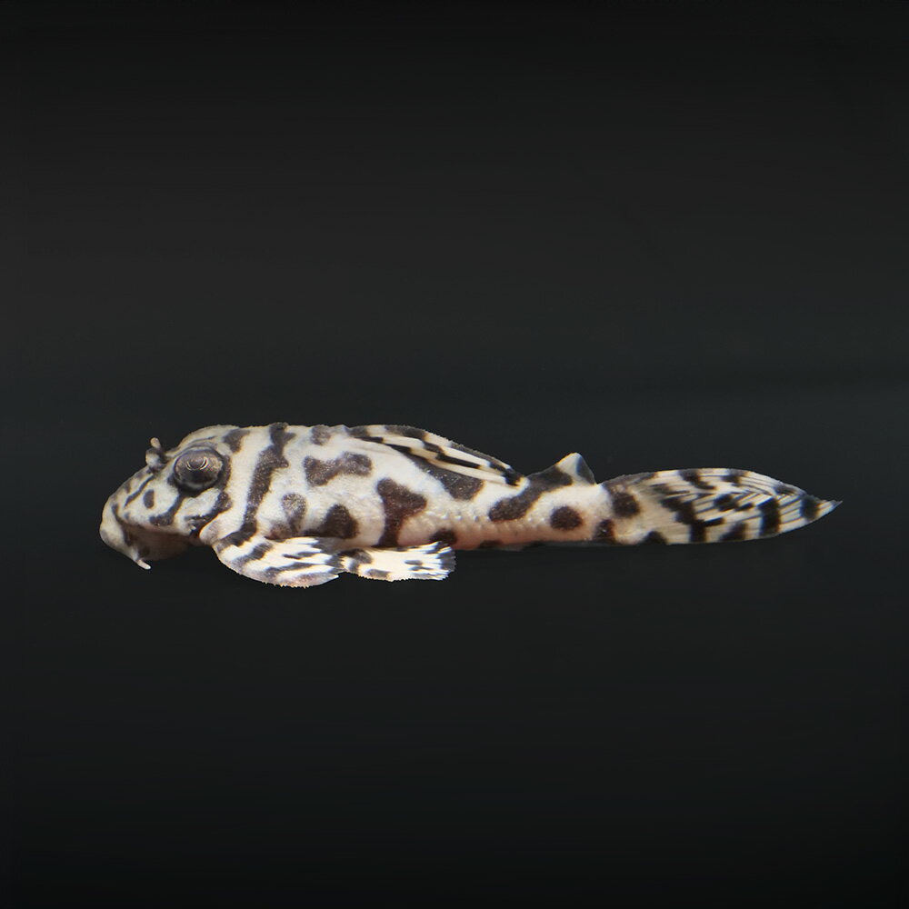 （熱帯魚）一点物　ニューメガクラウンプレコ　スーパーホワイト　L−236（ブリード）（1匹）　北海道・九州航空便要保温