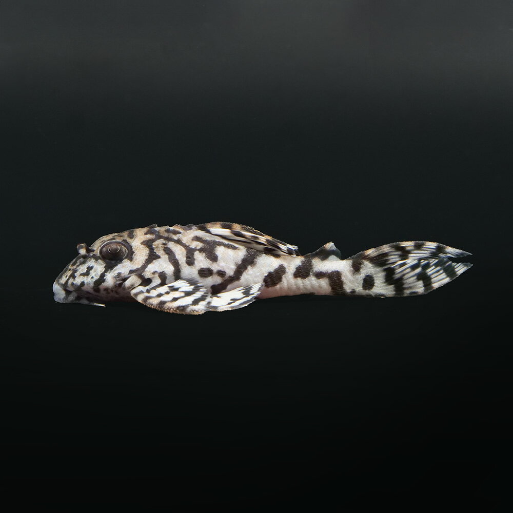 （熱帯魚）一点物　ニューメガクラウンプレコ　スーパーホワイト　L−236（ブリード）（1匹）　北海道・九州航空便要保温