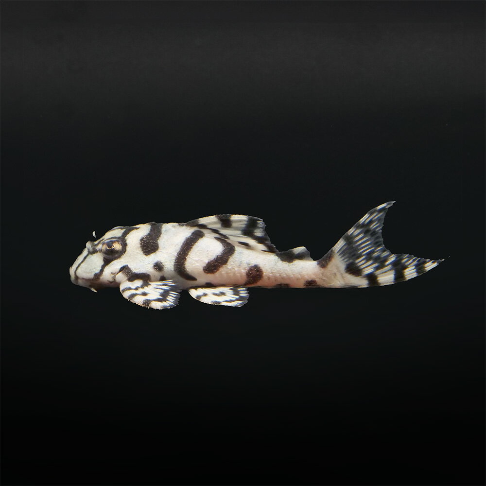 （熱帯魚）一点物　ニューメガクラウンプレコ　スーパーホワイト　L−236（ブリード）（1匹）　北海道・九州航空便要保温