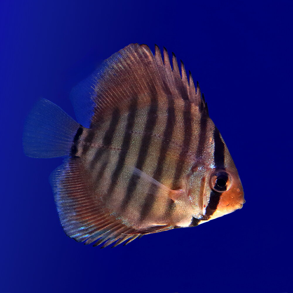 （熱帯魚）スーパーソリッドレッド　ディスカス　紅雲（国産ブリード）（1匹）　北海道・九州航空便要保温