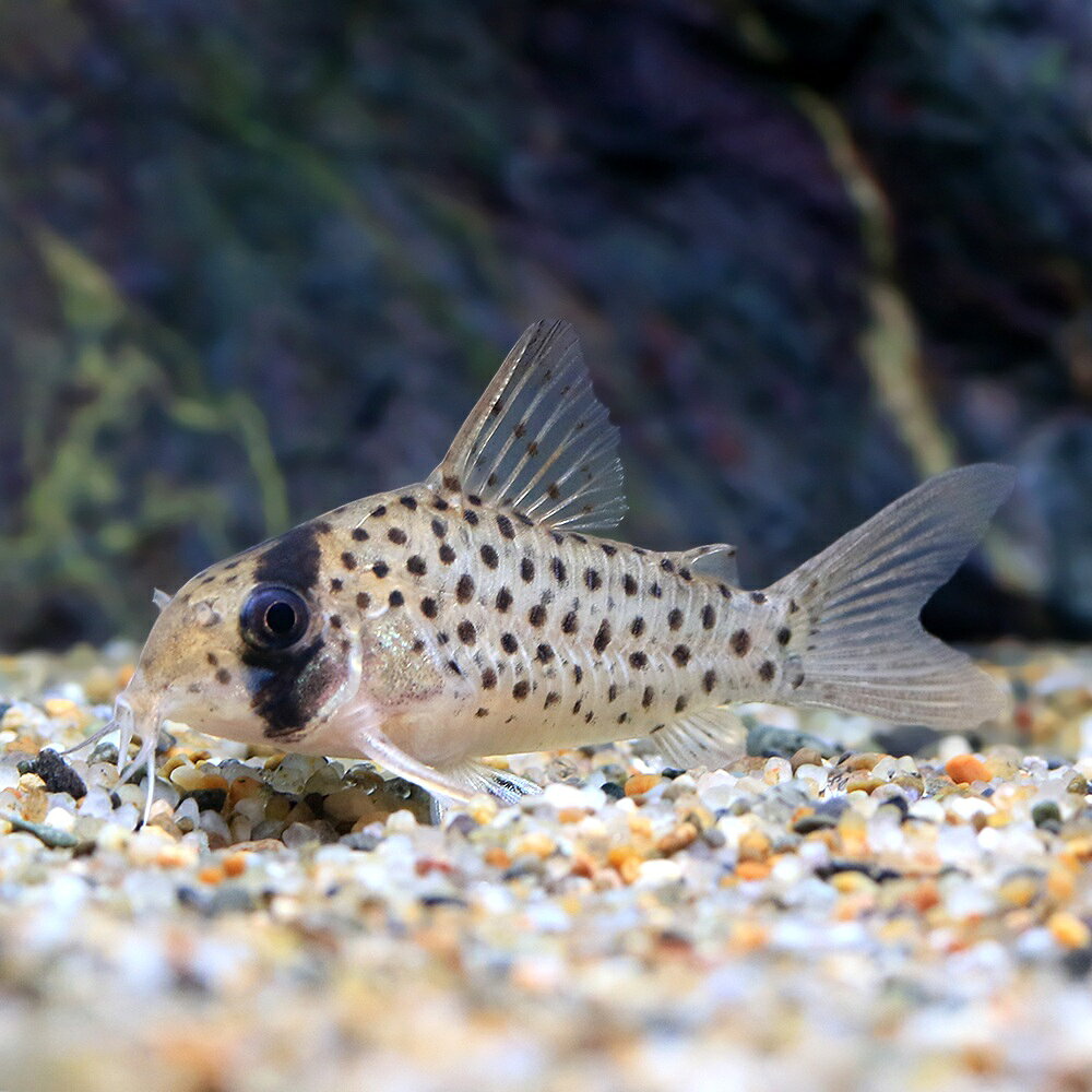 （熱帯魚）コリドラス・モロチャ（ワイルド）（1匹）　北海道航空便要保温