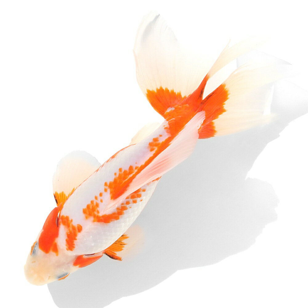 �ʹ񻺶���˰���ʪ���쳤�ӡ�19cm�ޡ�1ɤ��