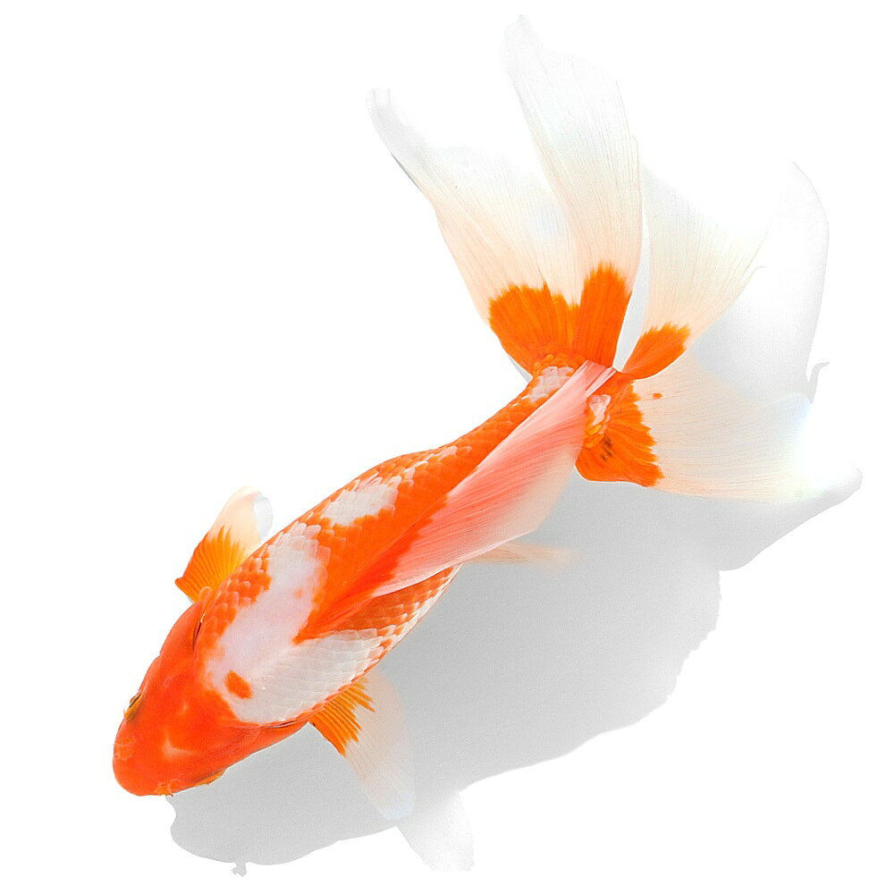 �ʹ񻺶���˰���ʪ���쳤�ӡ��ҥ���ͭ��19cm�ޡ�1ɤ��