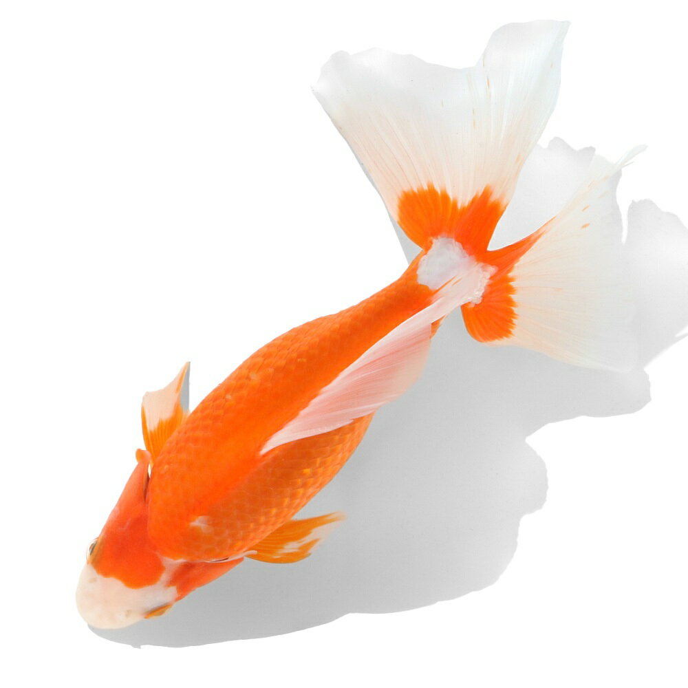 �ʹ񻺶���˰���ʪ���쳤�ӡ�19cm�ޡ�1ɤ��