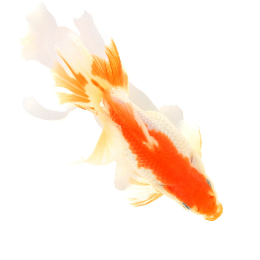 �ʹ񻺶���˰���ʪ���ں��ӡ�11cm�ޡ�1ɤ�ˡ��̳�ƻ���彣�Ҷ������ݲ�