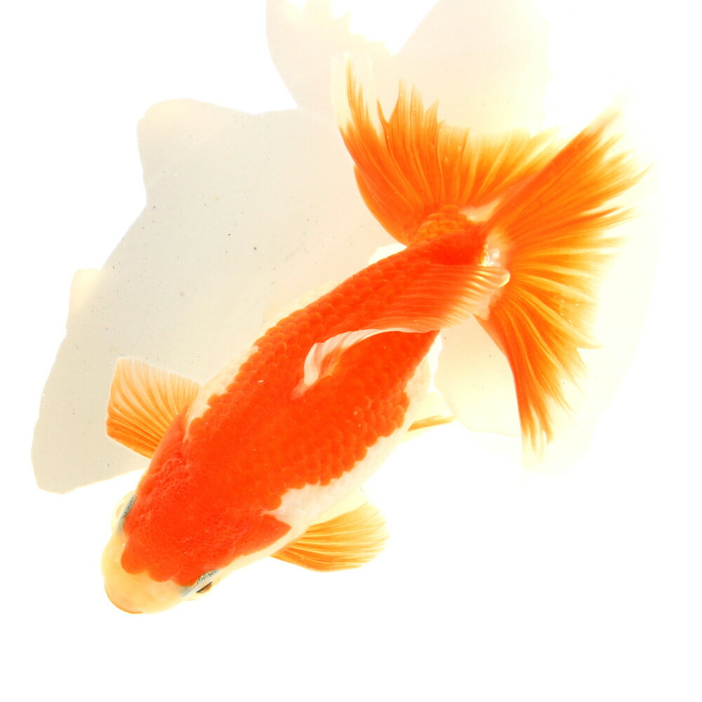 （国産金魚）一点物　土佐錦　ヒレ癖有　11cm±（1匹）　北海道・九州航空便要保温