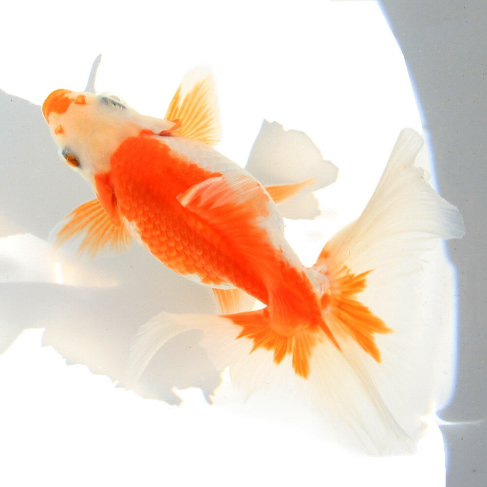 �ʹ񻺶���˰���ʪ���ں��ӡ�11cm�ޡ�1ɤ�ˡ��̳�ƻ���彣�Ҷ������ݲ�