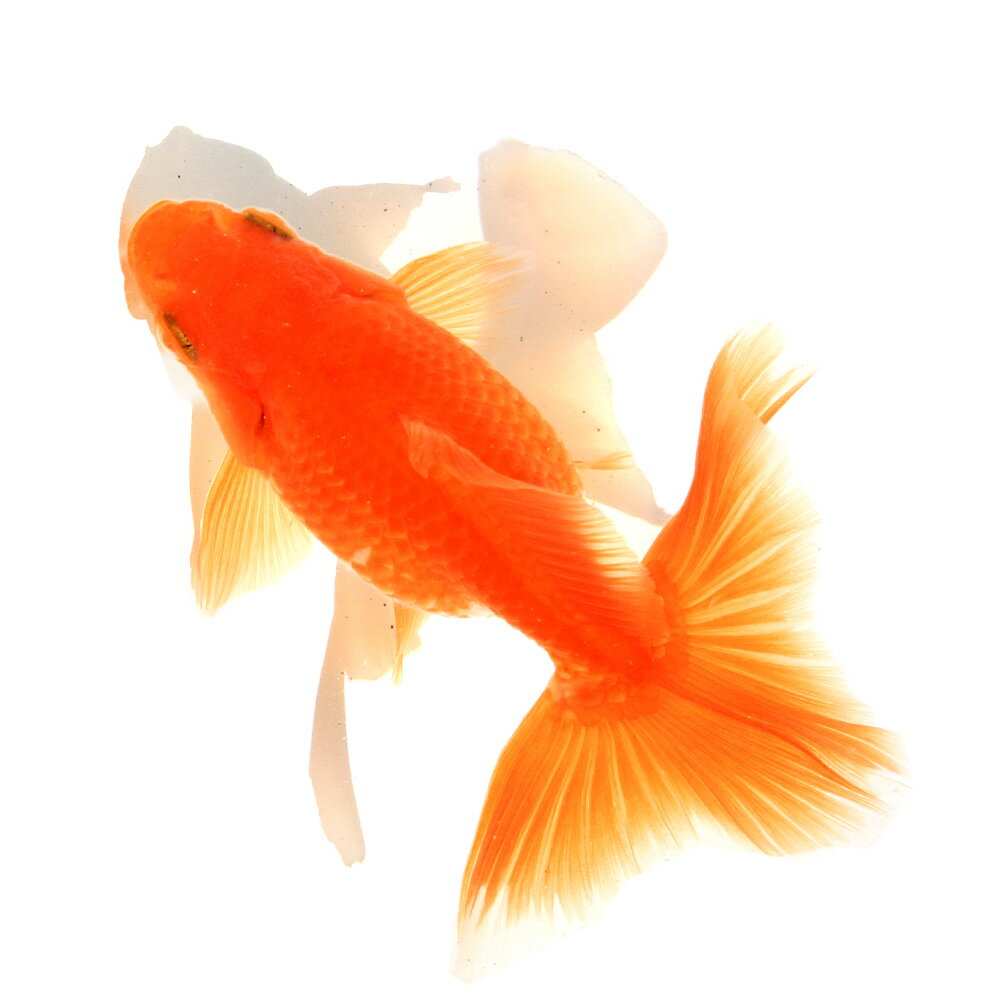 �ʹ񻺶���˰���ʪ���ں��ӡ�11cm�ޡ�1ɤ�ˡ��̳�ƻ���彣�Ҷ������ݲ�