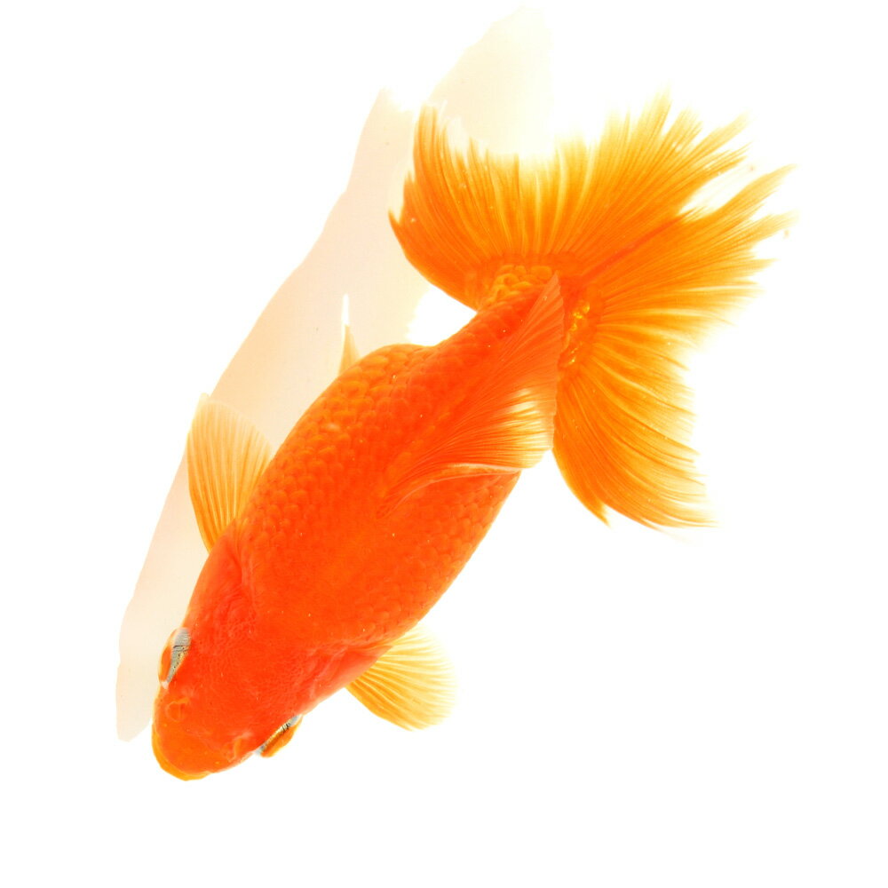 �ʹ񻺶���˰���ʪ���ں��ӡ�11cm�ޡ�1ɤ�ˡ��̳�ƻ���彣�Ҷ������ݲ�