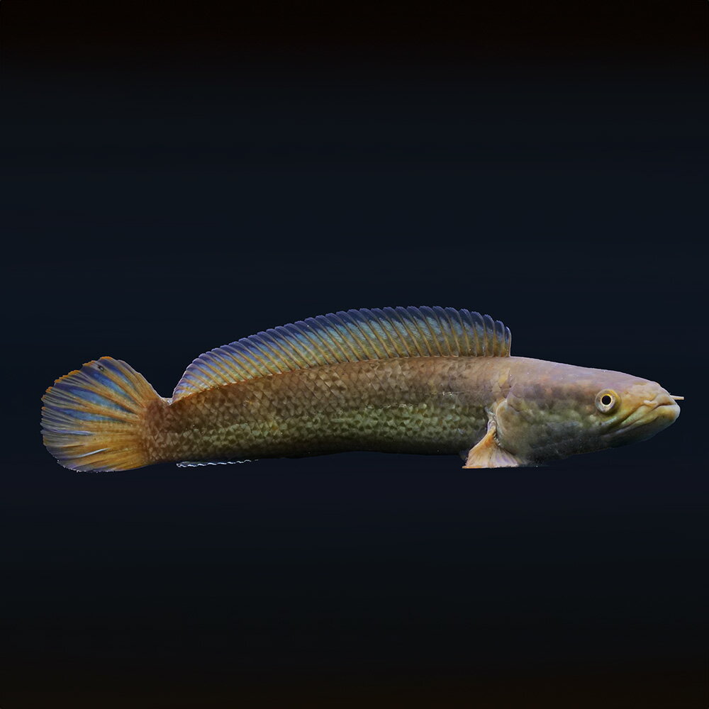 （熱帯魚）一点物　チャンナ　トルサエンシス　約20cm（1匹）　北海道・九州航空便要保温