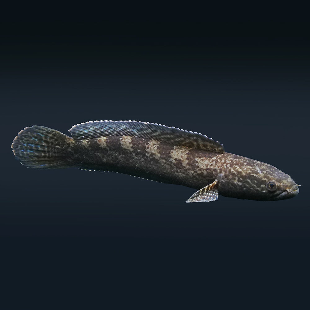 （熱帯魚）一点物　チャンナ　トルサエンシス　約25cm（1匹）　北海道・九州航空便要保温