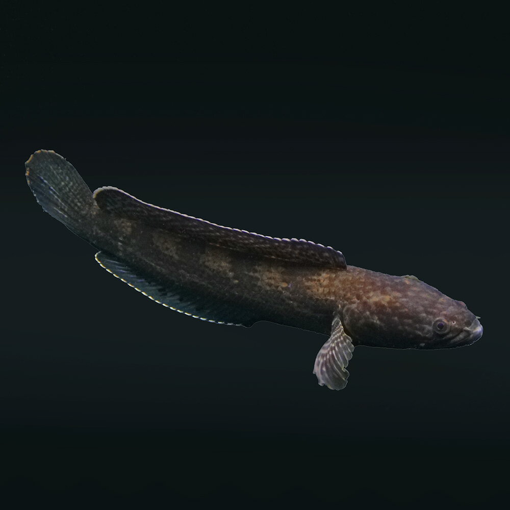 （熱帯魚）一点物　チャンナ　トルサエンシス　約18cm（1匹）　北海道・九州航空便要保温