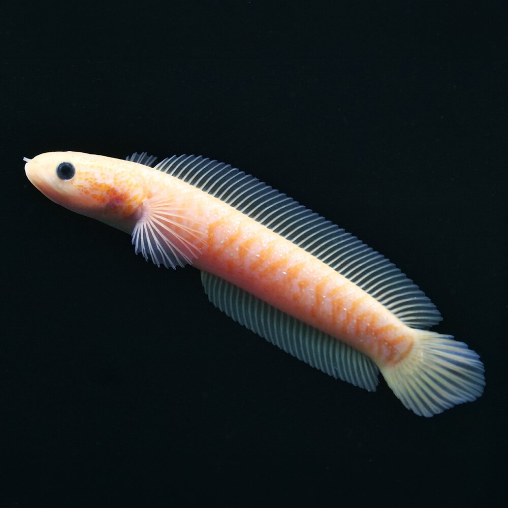 （熱帯魚）一点物　コウタイ　ゴールデンギャラクシー（1匹）　北海道航空便要保温