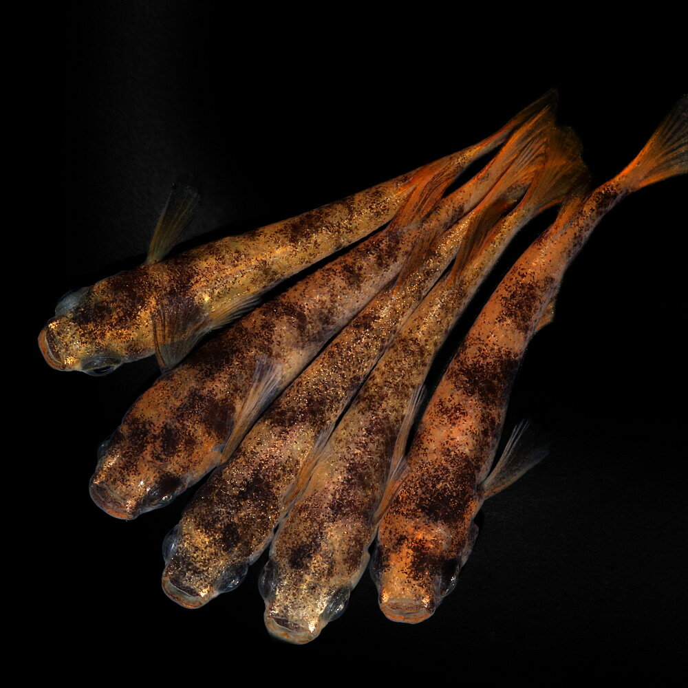 �ʤ���������ϻ��ץ����������������10ɤ��