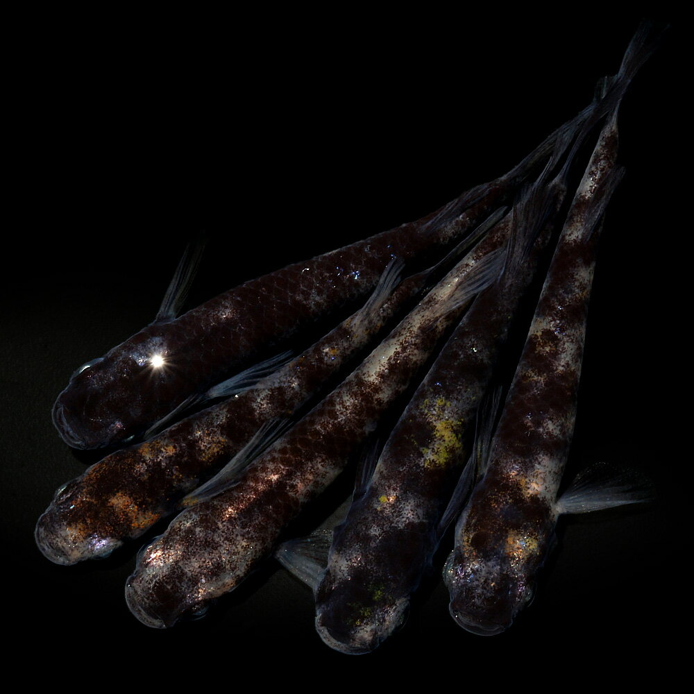 （めだか）和墨白銀メダカ　メダカ屋サバンナブリード（3匹）