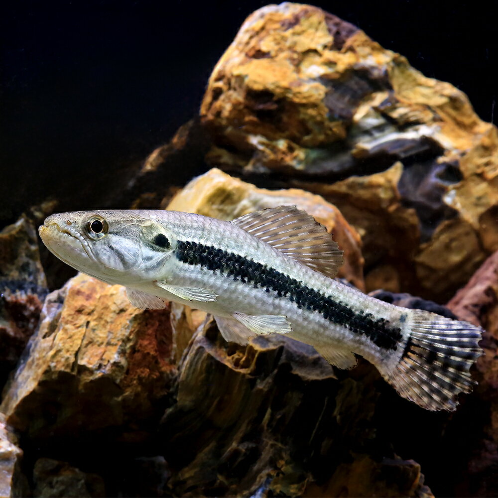 （熱帯魚）タイガーホーリー　コロンビア（1匹）　北海道・九州航空便要保温