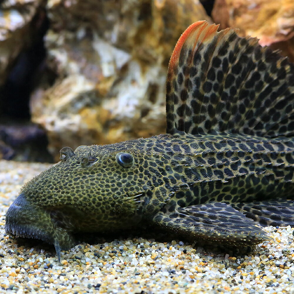 （熱帯魚）L427　スーパーオレンジフィンレオパード・トリム　ジャタプ（ワイルド）（1匹）　北海道・九州航空便要保温