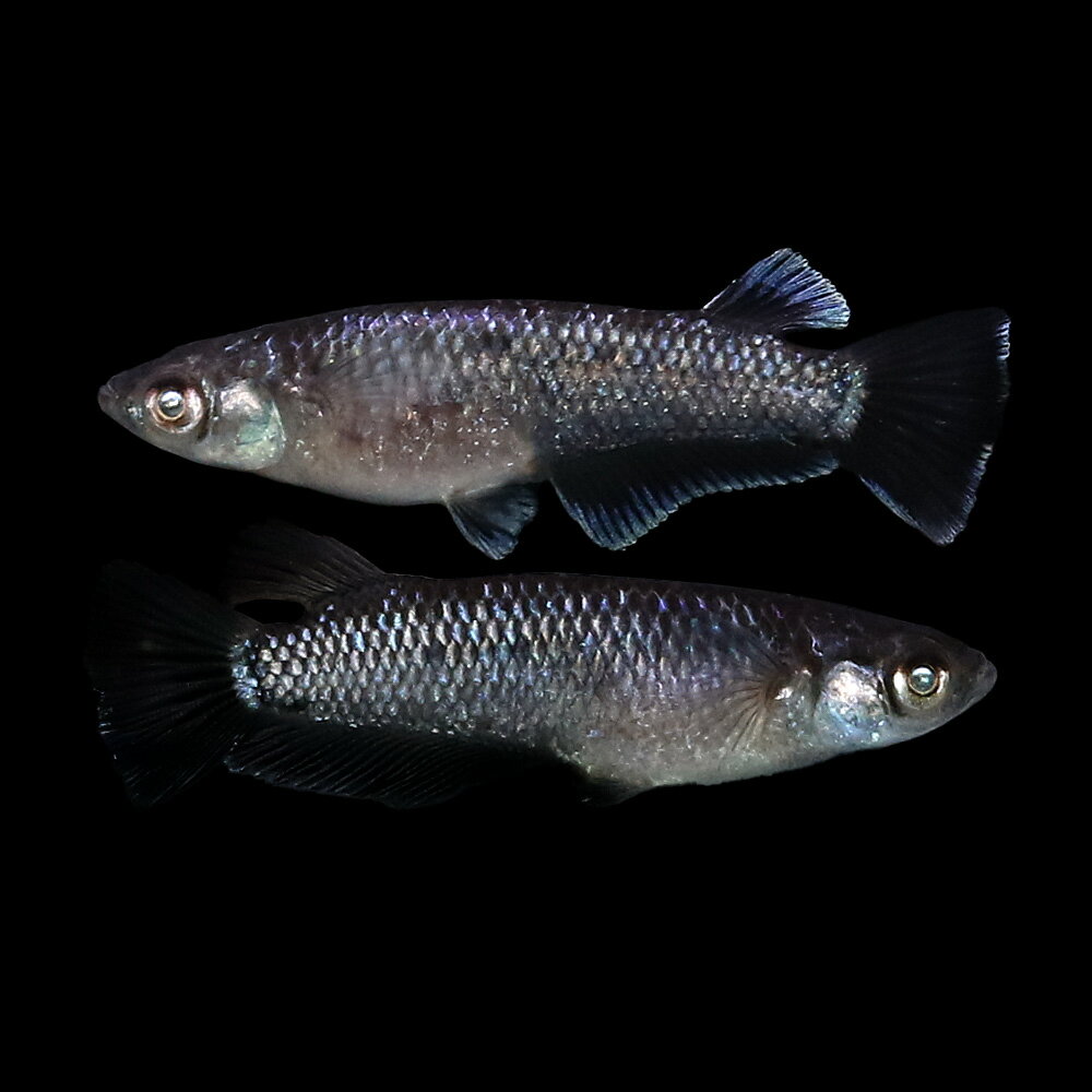 （めだか）一点物　ミッドナイトフリルアースアイメダカ　桃ちゃんメダカブリード（1ペア）