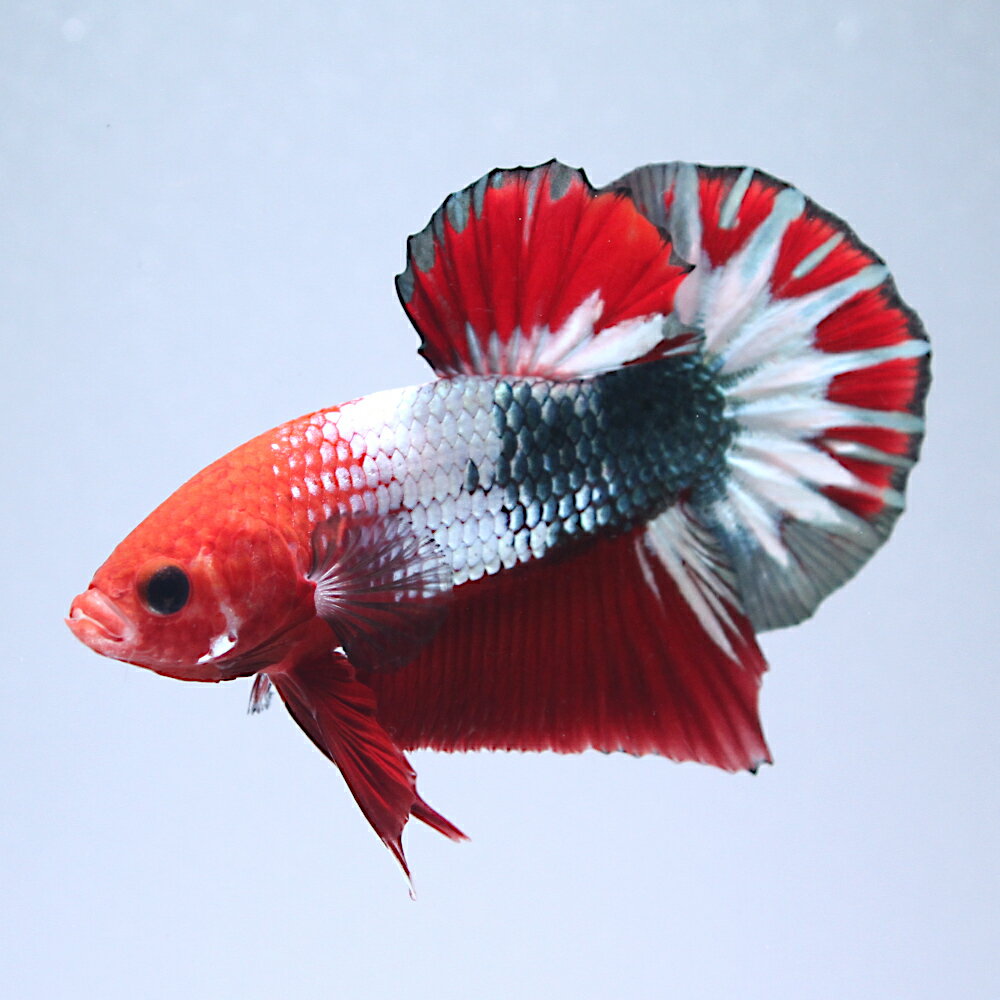 （熱帯魚）一点物　ベタ・ハーフムーンプラカット　ヘルボーイ　オス（1匹）　北海道・九州航空便要保温　関東当日便