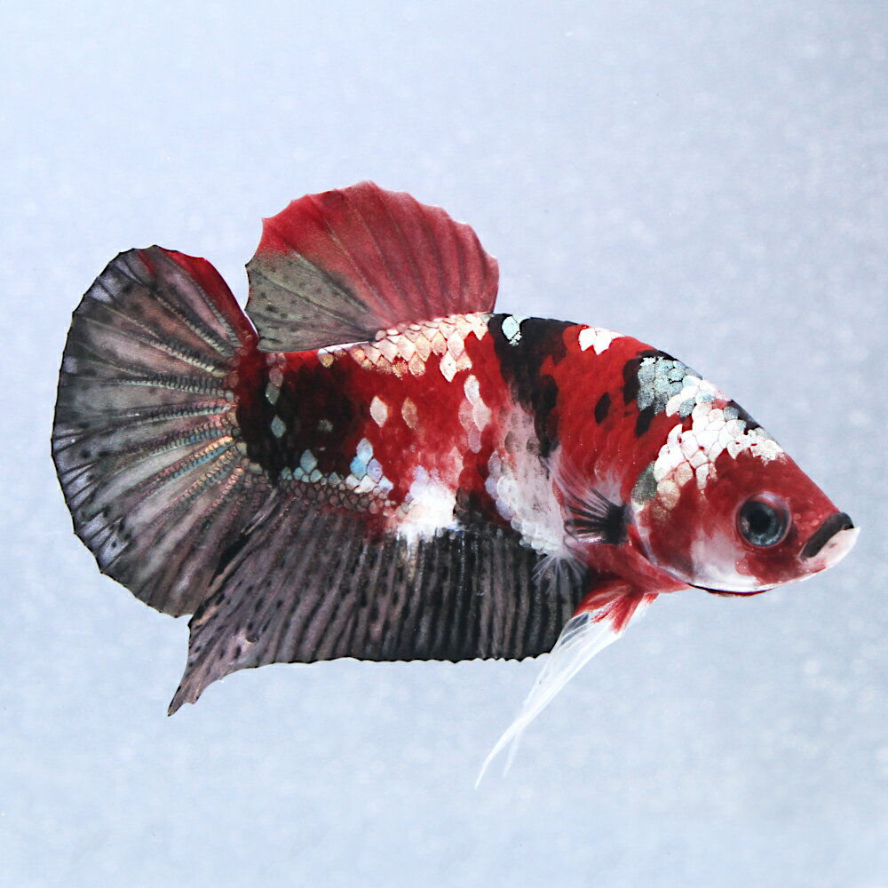 （熱帯魚）一点物　ベタ・ハーフムーンプラカット　アイアンマン　オス（1匹）　北海道・九州航空便要保温