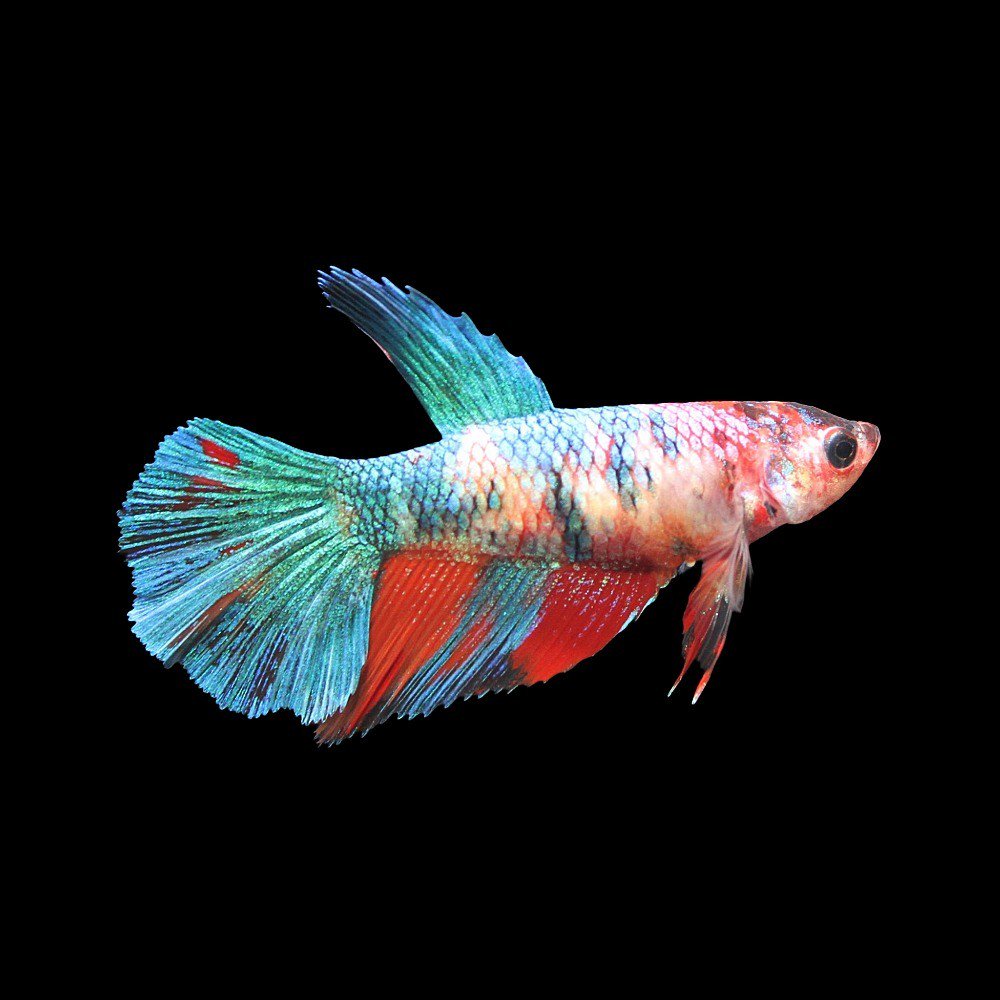 樂天商城 - （熱帯魚）鯉ベタ・ハーフムーン　コイカラー　ニモ（キャンディー）（メス）（1匹）　北海道・九州航空便要保温