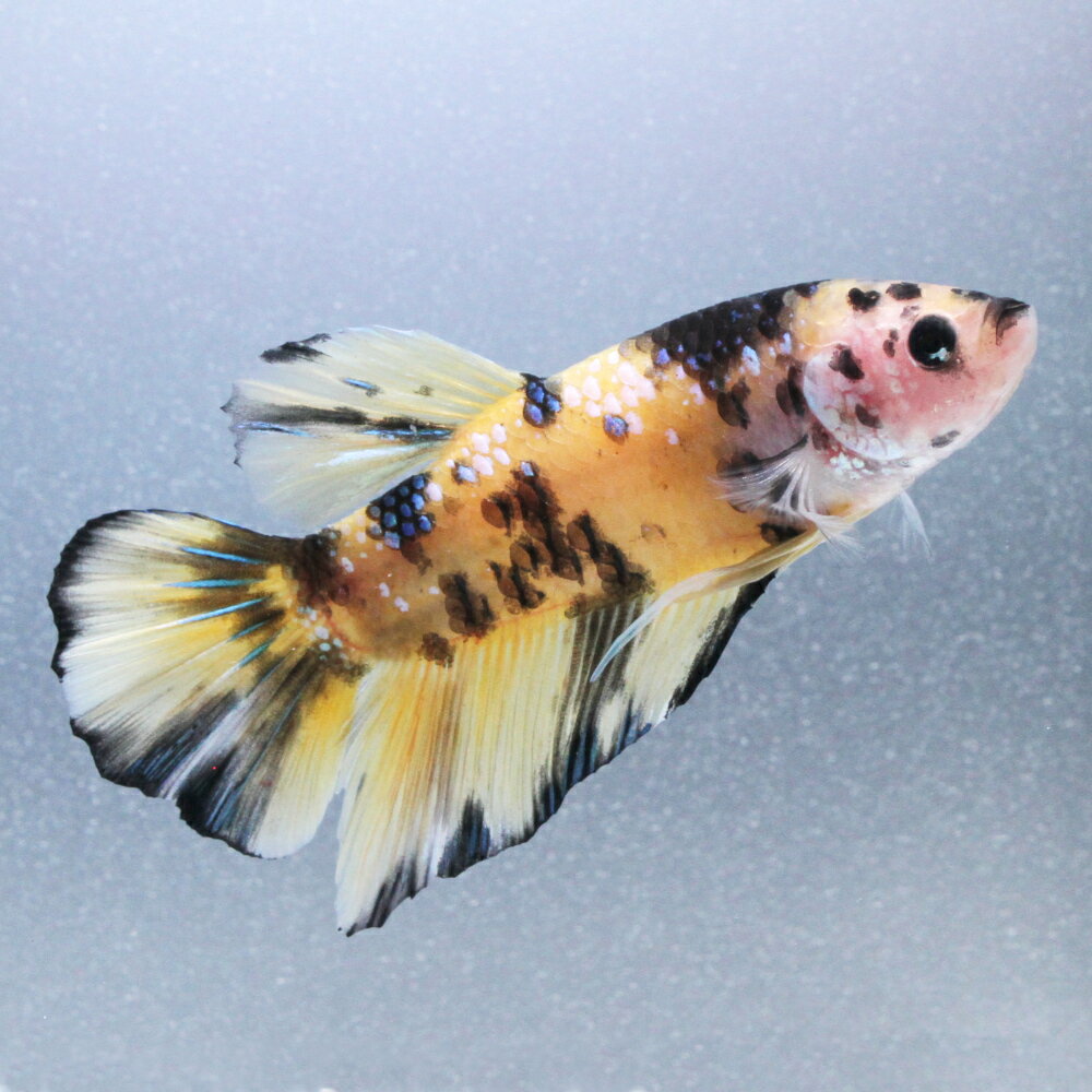 （熱帯魚）一点物　鯉ベタ・ジャイアントプラカット　コイカラー　イエロー　オス（1匹）　北海道・九州航空便要保温