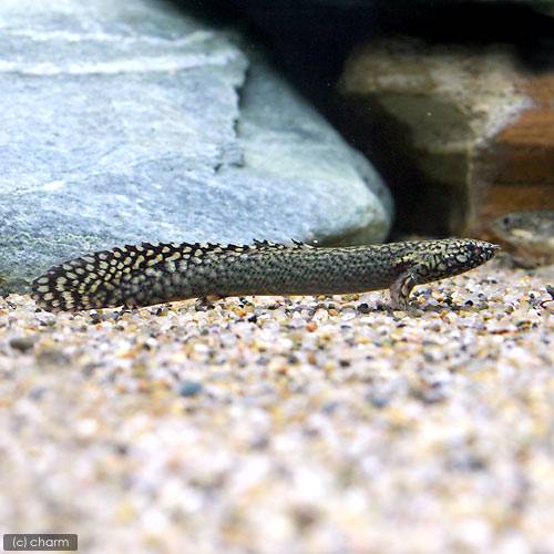 （熱帯魚）ポリプテルス・オルナティピンニス（約5〜10cm）（ブリード）（1匹）　北海道・九州航空便 ...