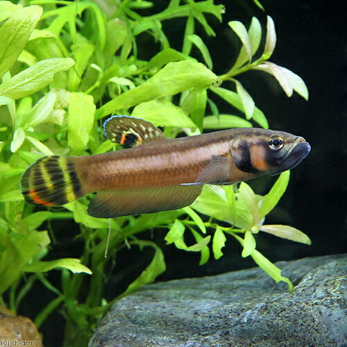 （熱帯魚）ベタ・マクロストマ　ブルネイ（ワイルド）　オス（1匹）　北海道・九州航空便要保温